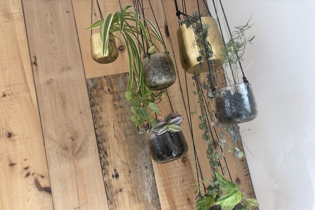 Air-purifying plants for a fresher, healthier spaces.